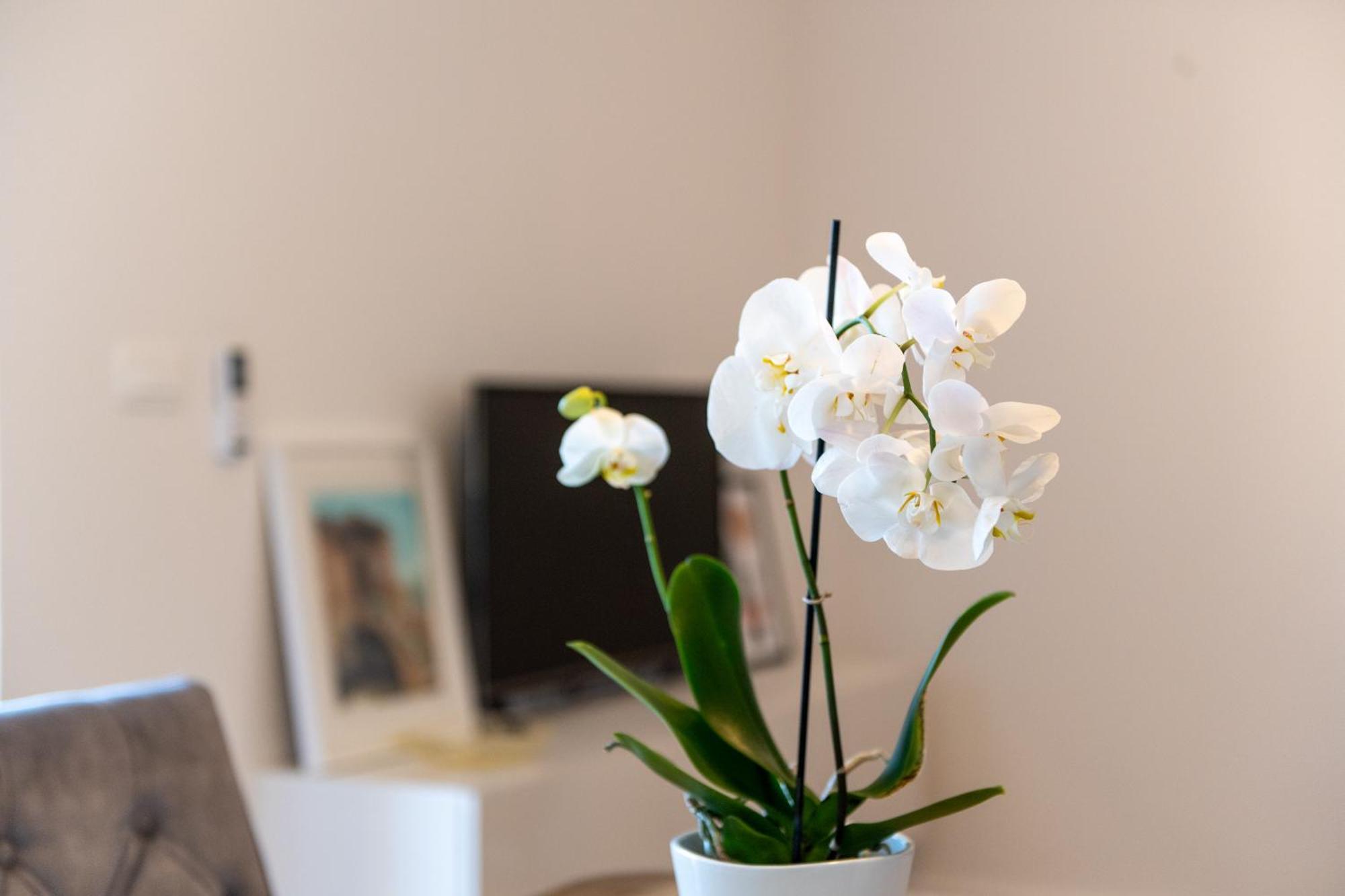 Apartment Ivi Трогир Экстерьер фото
